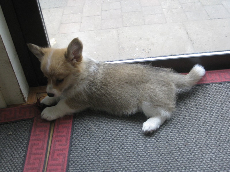 Puppies